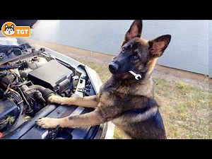 This is why German Shepherds are the Kings of Comedy in the Dog World 🐶🐶