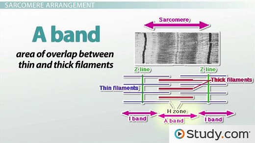 Sarcomere | Definition, Parts & Function