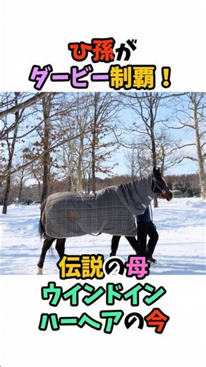 ひ孫がダービー制覇！伝説の母ウインドインハーヘアの今 #競馬#horse