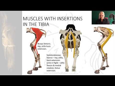 2.2.7 Joints & Muscles of the Equine Pelvic Limbs Horse Saddle Rider Course Anatomy Lecture