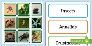 Invertebrate Sorting Cards