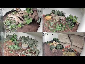 🐍 Live Snake Enclosure Cam | False Water Cobra, Cornsnakes & Ball Python | 24/7 Stream