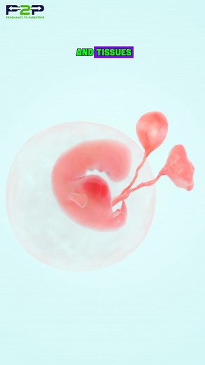 151K views · 1.8K reactions | Fetal Development : Week 5 | Pregnancy to parenting | Facebook