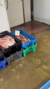 The Bournemouth wholesale fresh fish market opens this Saturday as normal 🐠🐟🕺🏼🦑👍so you love very fresh fish pop on down to see us at 506 Wallisdown Rd. promotional house, we’re at the end of the lane next to Tops tiles🪼🐙🦐💃 plenty of free parking 🦑9 AM till noon by big or small cash or card | Fish Guy