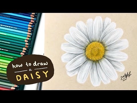 HOW TO DRAW A DAISY | drawing flowers with coloured pencils