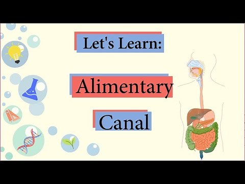 How to learn Human Digestive System through flow chart | Alimentary Canal | Biology