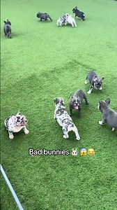 Frenchie House’s little troublemakers… 🤦🏻‍♂️😂😂 #fyp #puppies #bulldog #frenchbulldog #frenchie