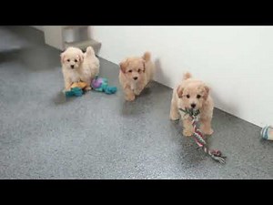 Bich poo Puppies For Sale