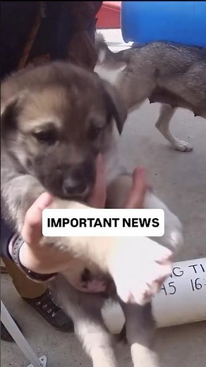 Denali’s New Puppy Cam is Just Too Cute!