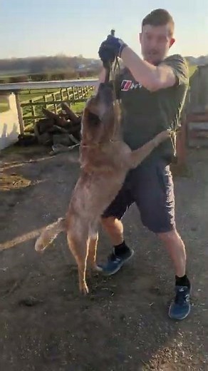 Australian Cattle Dog Bite Force \nCattle dog powerful Bite and determination. Cattle dog training