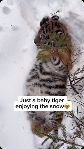 78K views · 3K reactions | A baby tiger lying down in the snow is a...