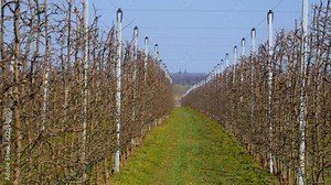 Plantation of apple trees in early spring. Young apple orchard. Modern technology of apple growing. Plantation of apples in early spring.