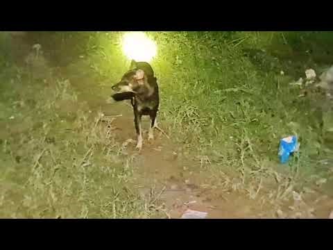 Have you ever seen a dog enter your house at night