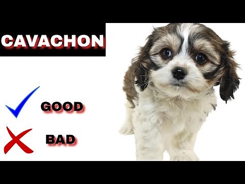 Cavachon Pros And Cons | The Good And The Bad