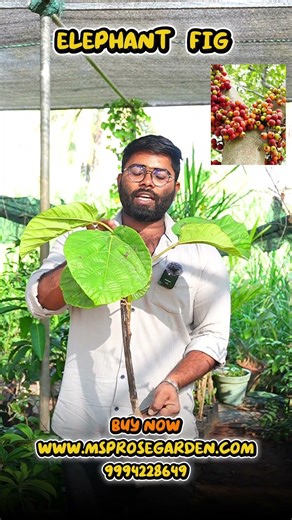 Big Leaf Athi Plant Available Rs.120/- #gardening #bigleaf #athifruits #gardenplants