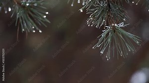 Close up of pine tree branches, with melting snow falling in the background. Winter natural background. Slow motion.