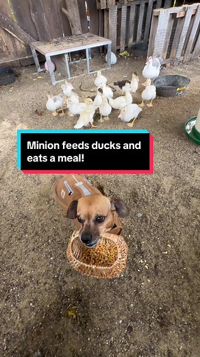 Fall is here! Minion feeds the ducks, helps with chores and eats a meal #openfarmpartner @Open Farm Pet #fallactivities #fallvibes #narrowayhomestead #theoneandonlyminion #ducks