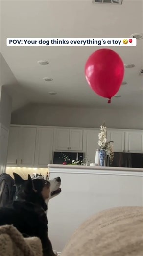 Every object = toy until proven otherwise. 🎈