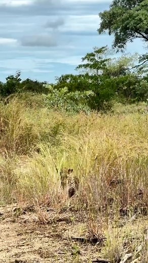 Exploring Untamed Wilderness and Wildlife Animals
