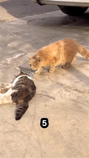 SADDEST ANIMALS DEATHS!😔😭 #animals #facts #shorts #animalfacts