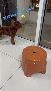 Dealing with a Barking Toy Poodle: Tips to Keep Your Pup Calm 🐩 #groomingathome #barking #pets