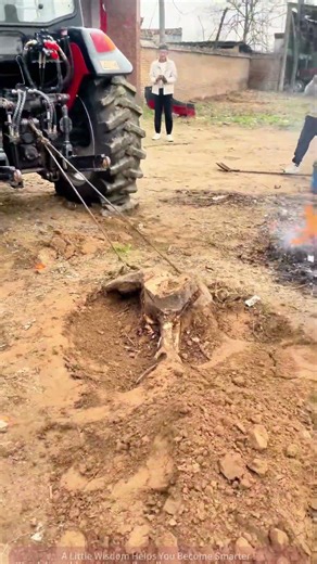 Tractor Pulls Out Massive Tree Root