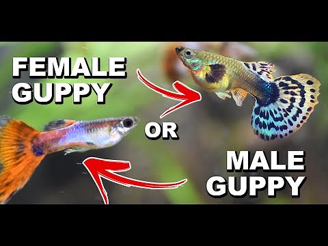 HOW TO TELL IF YOUR GUPPY FISH MALE OR FEMALE