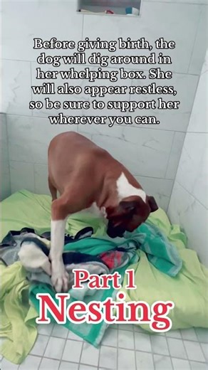7 signs a dog is in labor, close to giving birth 🐶Part 1-Nesting #doggivingbirth #dogparents