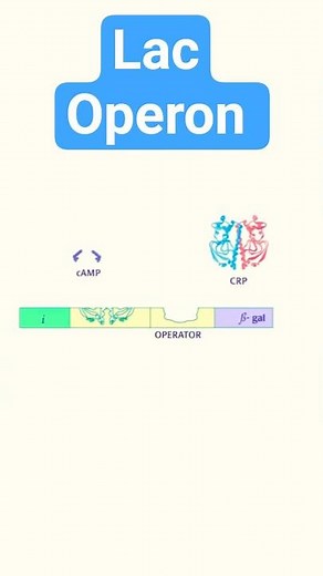 Lac Operon #lactose #operon #generegulation #biotechreview