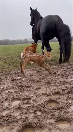 Stomping Horse Saves Neck Bitten Fawn from Fox