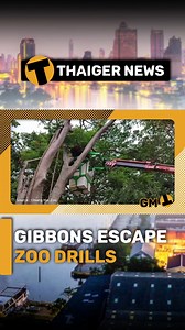 Chiang Mai Zoo stages emergency drill as gibbons plot daring escape #chiangmaizoo #emergencydrill #gibbonescape #zookeepercostumes #realisticexercise | The Thaiger
