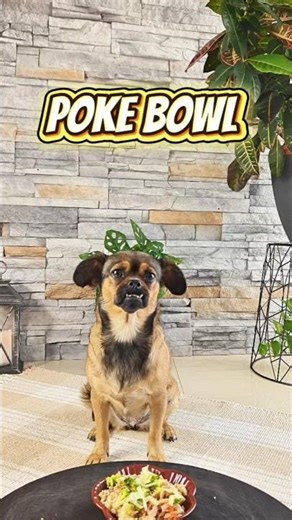 Healthy Salmon Poke Bowl for Dogs 🐟🐾 | Easy DIY Dog Recipe