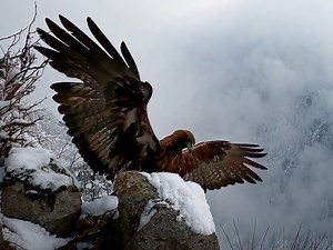 見晴らしの良いスポットで一休憩 🦅 #GoProMAX にGoProラボのファームウェアを導入し、モーション検出機能をオンにし数時間放置。イヌワシの動きを感知したGoPro MAXが録画開始。 Baldovino Midaliはこの作品で #GoProアワード $1,000を受賞。 GoProラボはここからチェック 👉 https://GoPro.com/info/gopro-labs | GoPro