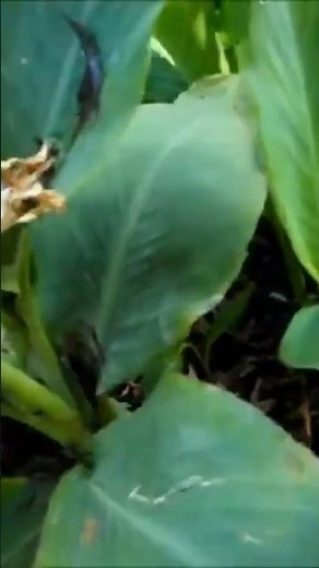 How to properly deadhead your canna lilies