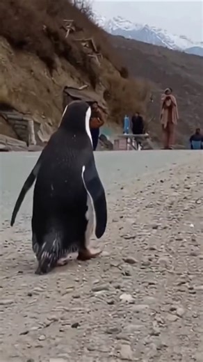 Bhai yeh kya dekh liya aaj| Yeh to #penguin hai | #viral #funny #comedy #experiment #india #kid #fun