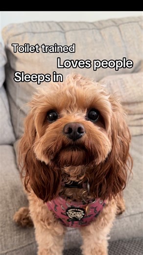 Loves People: CavaPoo's Cute Moments Unveiled