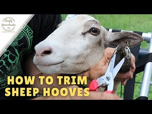 How to Trim Sheep Hooves