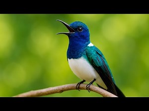 Real Hummingbird Sounds for Sleep & Calm Focus | Gentle Birdsong & Forest Ambience