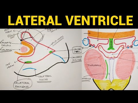 Lateral Ventricle Anatomy | Ventricles of Brain