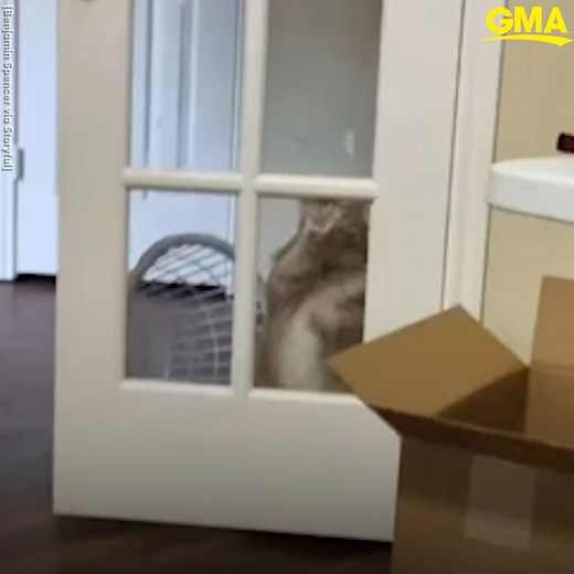 35K views · 584 reactions | That's one confused kitty! Watch this cat hilariously continue to scratch on the door even though it’s already open. gma.abc/3uiyUKm | Good Morning America | Facebook