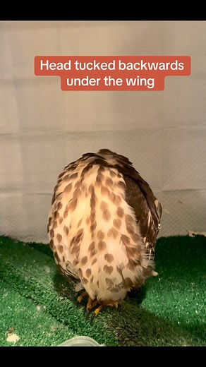 6.2K views · 409 reactions | We love when we catch the birds sleeping. Often on one foot, head turned towards the back and tucked under a wing. They look like headless birds when you first look! Love seeing rehab birds sleeping and recuperating ❤️#sleeping #birds #dayinthelife #cuteness #christinescritters #lovemyjob #sleepy | Christine's Critters Inc. | Facebook