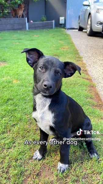 Understanding Black Dog Syndrome in Animal Shelters