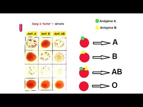 Les groupes sanguins et la transfusion sanguine