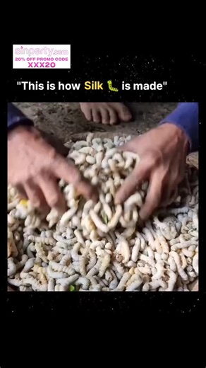 Howdothings Works on Instagram: "💡 Fact: China and India together produce over 90% of the world’s silk, continuing a tradition that’s over 5,000 years old! Silk — often called the “Queen of Fabrics” — begins its journey from a humble creature: the silkworm. 🐛 These worms feed exclusively on mulberry leaves, and when fully grown, they spin a cocoon of silk fiber around themselves using a single unbroken thread that can stretch up to 900 meters long! The cocoons are carefully boiled to soften th