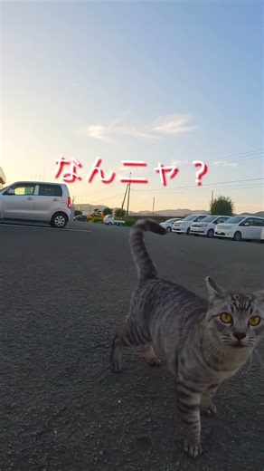 地域猫の集会所のサバトラ君 #野良猫 #ネコ #ねこ