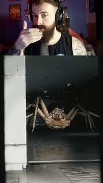 GIANT HUNTSMAN SPIDER HORROR GAME...