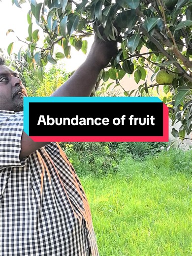 Enjoying an Abundance of Fresh Fruit at Home