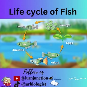 The life cycle of Fish | AR Biologist
