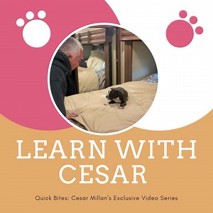 57K views · 2.2K reactions | Take the guesswork out of training your...