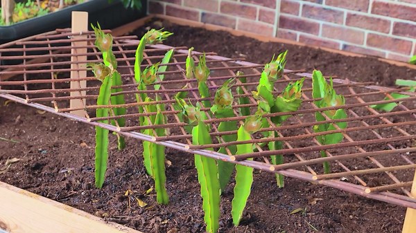Garden Guardians: Mastering Smart Protection Techniques!